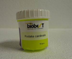 Rodolia cardinalis-System - 10