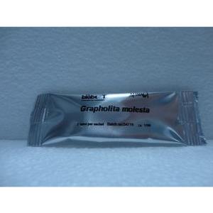 Grapholita molesta (tordeuse orientale du pêcher)- 2 capsules