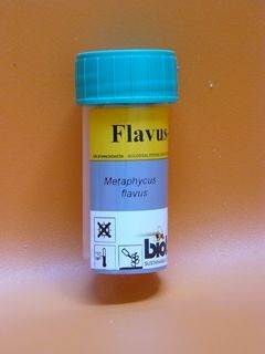 Metaphycus flavus-System (Flavus-System) - 25