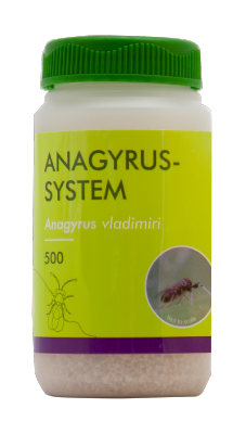 Anagyrus-System - 500